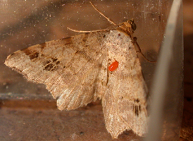Common Angle